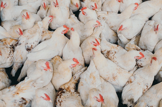 Broiler Meat