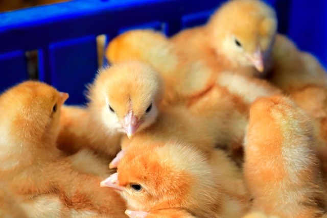 Day Old Chicks